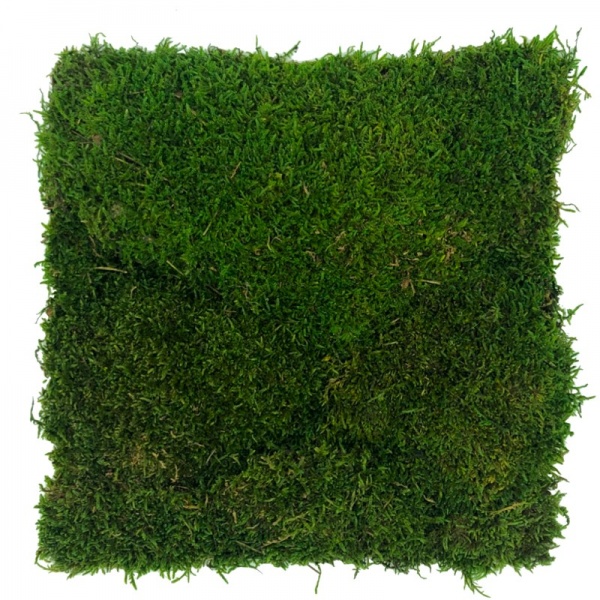 Flat ( Tyrolean ) moss wall panel 50 x 50cm | color - medium green